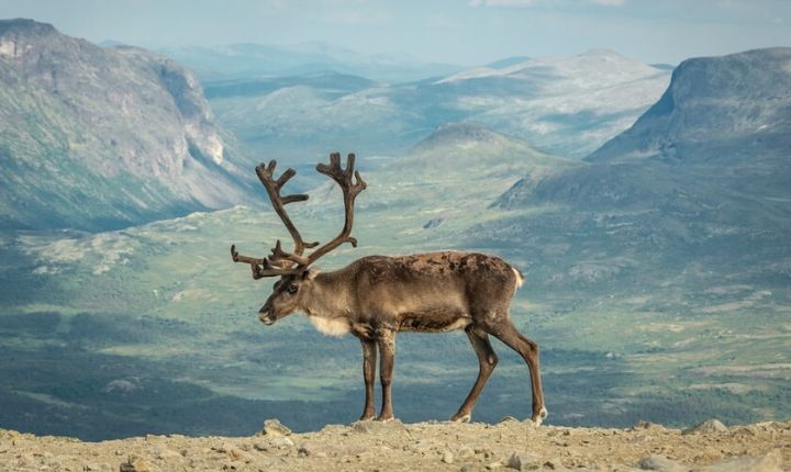 bästa tiden för vandring i sarek