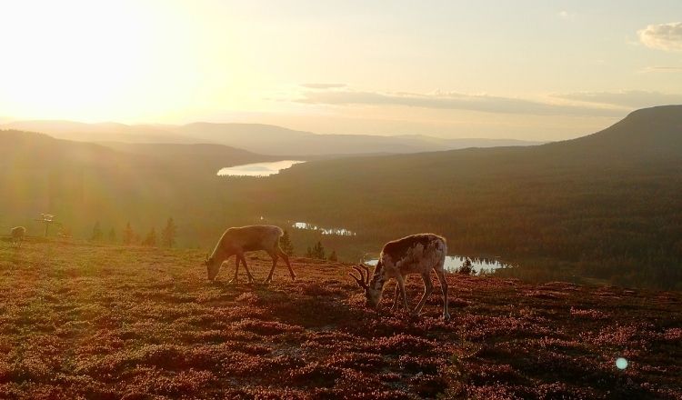 renar idre fjäll