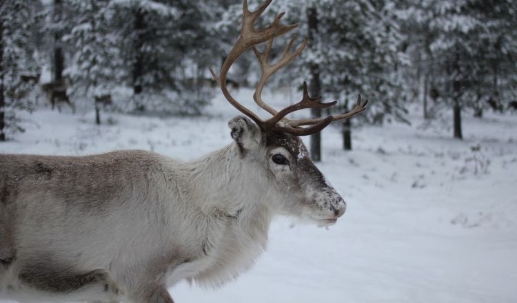 idre fjäll skidåkning