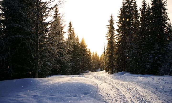 åka längdskidor i november