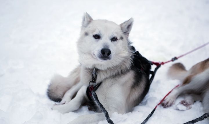 längdskidåkning med hund