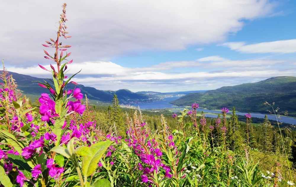 fjällvandra på sommaren