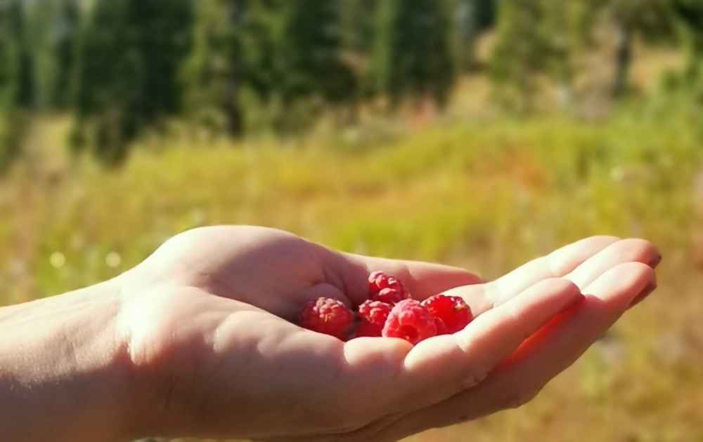 hallon i fjällen